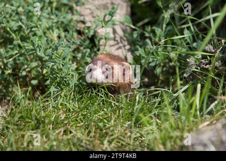 Europäischen Iltis in Großbritannien. Sommer Stockfoto