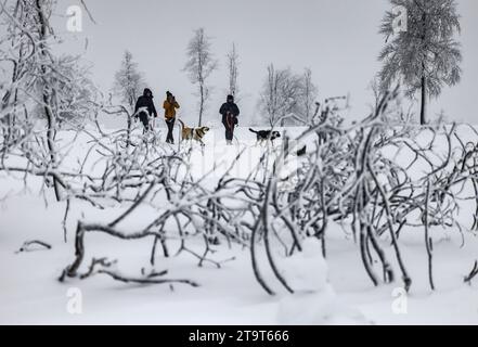 Winterberg, Deutschland. November 2023. Wanderer aus Olsberg spazieren mit ihren Hunden auf der Kahler Asten. Das kalte und nasse Wetter setzt sich in Nordrhein-Westfalen fort. Über 300 bis 400 Meter kam es zu weiteren Schneefällen, in niedrigeren Lagen zu Regen oder Schneeregen. (Zu dpa 'nasses und kaltes Wetter geht weiter in NRW - Neuschnee in hohen Höhen') Credit: Oliver Berg/dpa/Alamy Live News Stockfoto