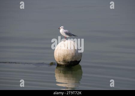 Möwen stehen auf einer weißen runden Boje Stockfoto