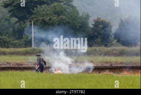 Nakhonsawan, Thailand. November 2023. Ein Bauer verbrennt ein Reisfeld in der thailändischen Provinz Nakhonsawan, nördlich von Bangkok. (Foto: Chaiwat Subprasom/SOPA Images/SIPA USA) Credit: SIPA USA/Alamy Live News Stockfoto