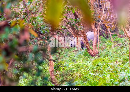 Ein großes indisches Nashorn, das in einem dicht bewaldeten Gebiet des Pobitora Wildlife Sanctuary in Assam, Indien, auf der Suche ist. Stockfoto