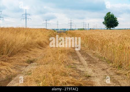 Picturesque wheat field with dirt road and power line poles. Rural landscape Stockfoto