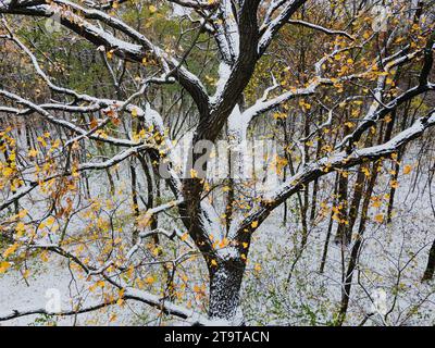 Beginn des Winters in einem Park, ein einzigartiger Blick aus der Luft auf Bäume, die vom ersten Schnee bedeckt sind Stockfoto