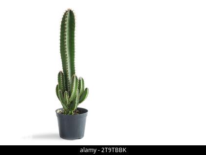 Märchenburg-Kaktus oder Acanthocereus tetragonus, der in einem kleinen Topf wächst. Weißer Hintergrund. Stockfoto