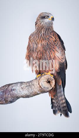 Captive Red Kite on Barch Teil des Panierprogramms Stockfoto