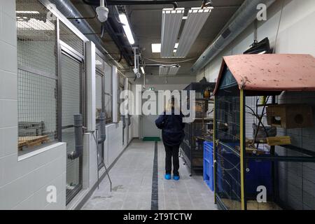 © PHOTOPQR/LE PARISIEN/Emma Oliveras ; Chartres ; 06/11/2023 ; La Quarantaine, Passage obligatoire pour chaque Animal arrivant au Refuge. Chartres, 6. November 2023. Le Refuge Zoo La Tanière. Nombre d'animaux issus du trafic saisis en à-de-France sont confiés Île ce Refuge animalier en partie ouvert au public. CES félins, tortues, perroquets cohabitent avec des rescapés de laboratoire et des retraités du cirque. Chartres, Frankreich, 6. november 2023. La Tanière Zoo Shelter. Viele in Île-de-France beschlagnahmte Tiere werden diesem Tierheim anvertraut, das zum Teil der Publ zugänglich ist Stockfoto