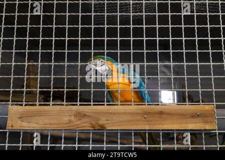 © PHOTOPQR/LE PARISIEN/Emma Oliveras ; Chartres ; 06/11/2023 ; Bernadette, un des perroquets sauvés en Ile-de-France par La Tanière. Chartres, 6. November 2023. Le Refuge Zoo La Tanière. Nombre d'animaux issus du trafic saisis en à-de-France sont confiés Île ce Refuge animalier en partie ouvert au public. CES félins, tortues, perroquets cohabitent avec des rescapés de laboratoire et des retraités du cirque. Chartres, Frankreich, 6. november 2023. La Tanière Zoo Shelter. Viele in Île-de-France beschlagnahmte Tiere werden diesem Tierheim anvertraut, das teilweise für die Öffentlichkeit zugänglich ist. T Stockfoto