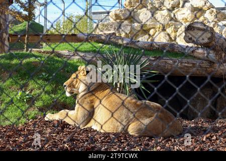 © PHOTOPQR/LE PARISIEN/Emma Oliveras ; Chartres ; 06/11/2023 ; Ambiance au sein du parc du Zoo-Refuge de La tanière. Chartres, 6. November 2023. Le Refuge Zoo La Tanière. Nombre d'animaux issus du trafic saisis en à-de-France sont confiés Île ce Refuge animalier en partie ouvert au public. CES félins, tortues, perroquets cohabitent avec des rescapés de laboratoire et des retraités du cirque. Chartres, Frankreich, 6. november 2023. La Tanière Zoo Shelter. Viele in Île-de-France beschlagnahmte Tiere werden diesem Tierheim anvertraut, das teilweise für die Öffentlichkeit zugänglich ist. Diese Katzen, tu Stockfoto