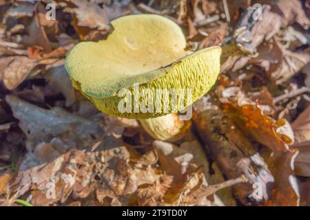 Wildleder Bolete Boletus subtomentosus (Boletaceae) wächst durch Waldblatt Wurf, Herefordshire UK. September 2020. Stockfoto