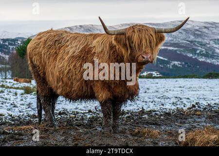 Highland-Kühe im Schlamm in Abriachan, Schottland Stockfoto