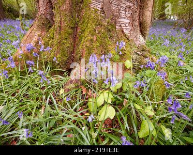 Intime Umweltlandschaft von Blauell-Wäldern (Hyacinthoides non-scripta) mit markanten Baumstümpfen, die die Szene ankern Stockfoto