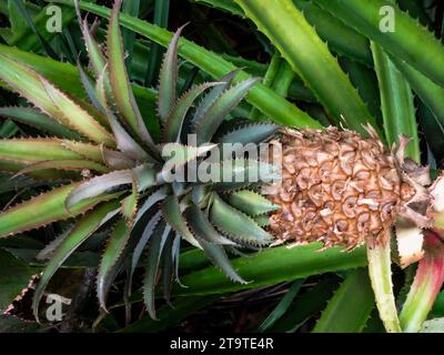 Natürliches Nahaufnahme-Fruchtpflanzenporträt von saftig aussehendem Ananas bracteatus, roter Ananas. Stockfoto