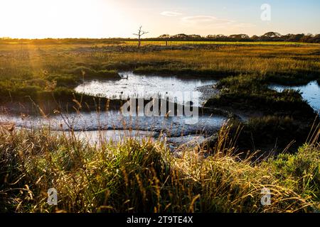 Pagham Harbour RSPB Naturschutzgebiet bei Ebbe an einem Herbstnachmittag, West Sussex, England Großbritannien Stockfoto