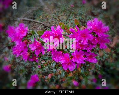 Atemberaubend farbenfrohe Rhododendron „Amoenum“ blüht im frühen Winter. Natürliches Nahaufnahme hochauflösendes Pflanzenporträt mit negativem Raum Stockfoto