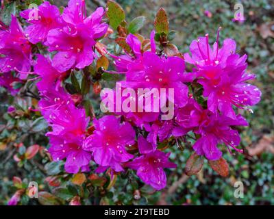 Atemberaubend farbenfrohe Rhododendron „Amoenum“ blüht im frühen Winter. Natürliches Nahaufnahme hochauflösendes Pflanzenporträt mit negativem Raum Stockfoto