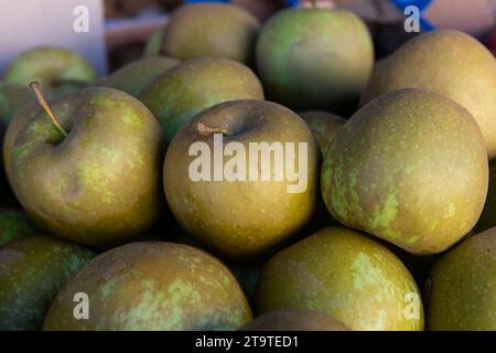 Ein überlaufender Behälter mit robusten, frisch geernteten, melierten grünen Äpfeln, die auf einem Bauernmarkt in Florenz, Toskana, Italien, verkauft werden. Stockfoto