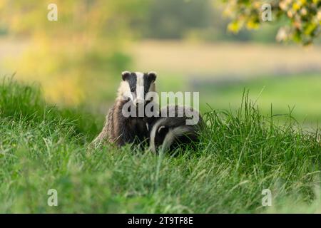 Dachse, wissenschaftlicher Name: Meles meles. Junge Dachsjungen saßen auf einer Sommerwiese, eines nach vorne gerichtet und eines auf der Suche im Gras. Horizontal. Leerraum Stockfoto