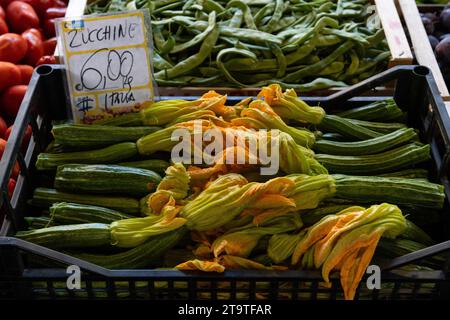 Korb mit kleinem, reifem, grünem Zucchini-Kürbis mit Orangenblüten, eine italienische Delikatesse in der Toskana. Stockfoto