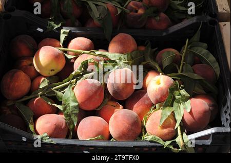 Ein Korb mit frisch geernteten Pfirsichen und Blättern, gebadet in der Morgensonne auf einem Bauernmarkt im Freien in Italien. Stockfoto