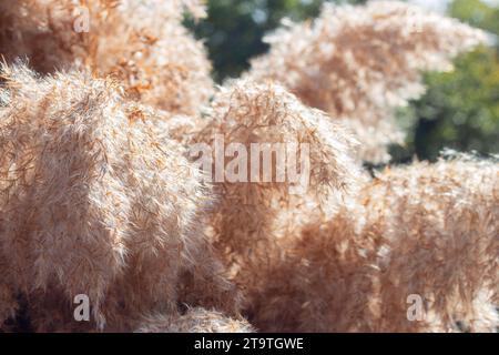 Reed Pampas Gras, trockene Schilfpflanze draußen, grüner Grashintergrund, blauer Himmel. KI generiert. Mockup des Kopfzeilenbanners mit Kopierraum. Stockfoto