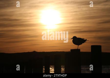 Eine Silhouette von Möwen, die bei Sonnenuntergang in Langebaan, Südafrika, auf einem Bein stehen. Stockfoto