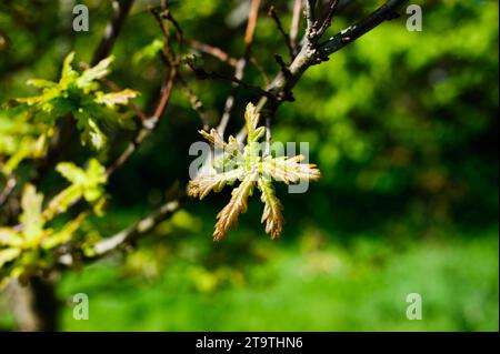 Schöne Eichenlaub grüne auf ein Frühling an sonnigen Tag Stockfoto