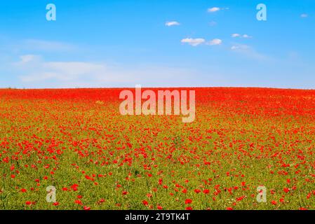 Wiese aus rotem Mohn vor blauem Himmel mit Wolken Stockfoto