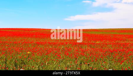 Wiese aus rotem Mohn vor blauem Himmel mit Wolken Stockfoto