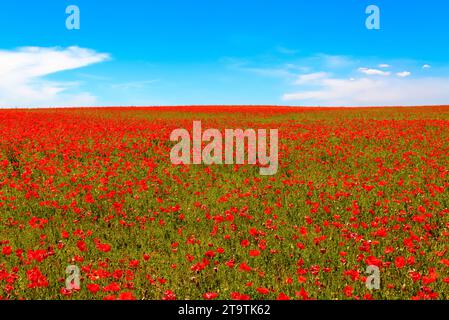 Wiese aus rotem Mohn vor blauem Himmel mit Wolken Stockfoto