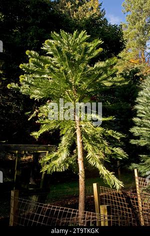 Wollemi Pine Wollemia nobilis ist ein seltener Nadelbaum auf der Roten Liste der IUCN. Sie ist endemisch in Australien und wird oft als lebendes Fossil SE bezeichnet Stockfoto