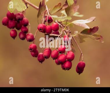 Rote Beeren auf den Zweigen, im herbstlichen goldenen Stil, weihnachtliche Atmosphäre kommt Stockfoto