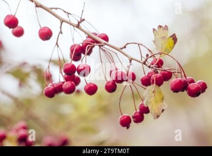 Rote Beeren auf den Zweigen, im Herbststil unter täglichem Licht, weihnachtliche Atmosphäre kommt Stockfoto