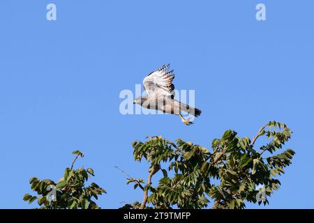 Fliegender Roadside Hawk (Rupornis magnirostris), Serra da Canastra Nationalpark, Minas Gerais, Brasilien Stockfoto