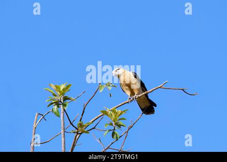 Gelbköpfige Caracara (Milvago chimachima) an einem Zweig, Serra da Canastra Nationalpark, Minas Gerais, Brasilien Stockfoto