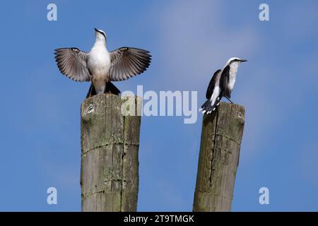 Balz mit zwei maskierten Wassertyrannen (Fluvicola nengeta), Serra da Canastra Nationalpark, Minas Gerais, Brasilien Stockfoto