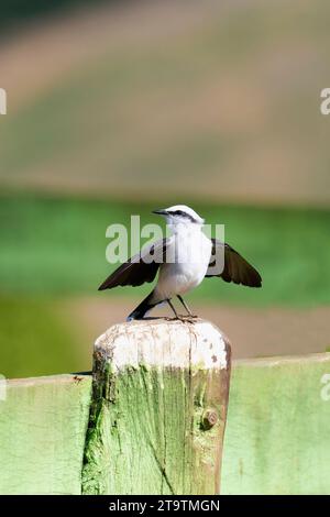 Balz mit einem maskierten Wassertyrann (Fluvicola nengeta), Serra da Canastra Nationalpark, Minas Gerais, Brasilien Stockfoto