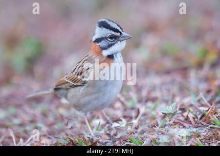 Sparrow mit Rufenkragen (Zonotrichia capensis), Nationalpark Serra da Canastra, Minas Gerais, Brasilien Stockfoto