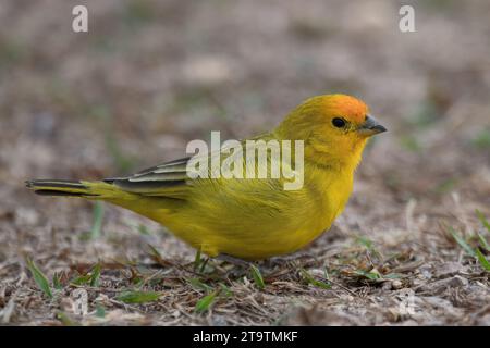 Safranfinke (Sicalis flaveola), Serra da Canastra Nationalpark, Minas Gerais, Brasilien Stockfoto