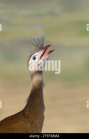 Porträt einer Rotbeinseriema oder einer Schürzenseriema (Cariama cristata), Serra da Canastra Nationalpark, Minas Gerais, Brasilien Stockfoto