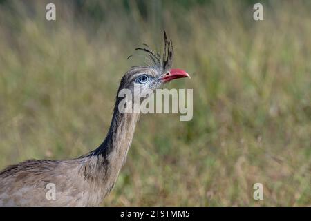 Porträt einer Rotbeinseriema oder einer Schürzenseriema (Cariama cristata), Serra da Canastra Nationalpark, Minas Gerais, Brasilien Stockfoto