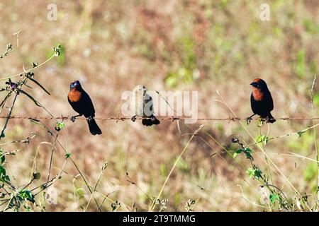 Gruppe von Amsel mit Kastanienmütze (Chrysomus ruficapillus) auf einem Draht, Serra da Canastra Nationalpark, Minas Gerais, Brasilien Stockfoto