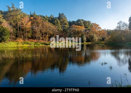 Hammer Pond im Thursley Common National Nature Reserve, Surrey, England, Großbritannien, Herbstblick Stockfoto