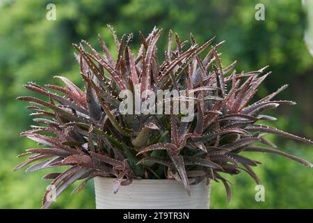 Miniaturkaktus saftige Sorte, in kleinen Töpfen für die Innendekoration Stockfoto