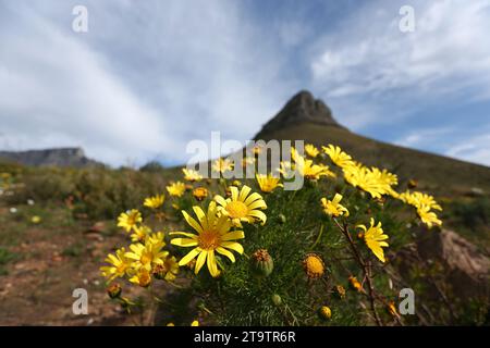 Euryops blüht auf den Hängen von Lions Head in Kapstadt, Südafrika Stockfoto