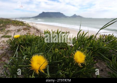 Gelbe Blumen blühen auf den Dünen am Sunset Beach in Kapstadt, Südafrika Stockfoto