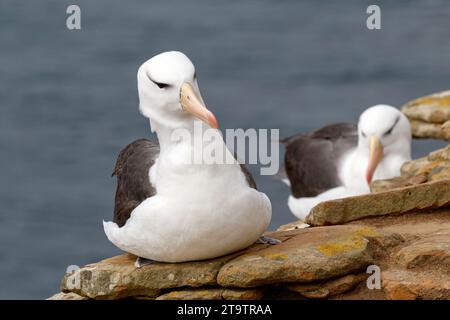 Schwarzbrauen-Albatros, Thalassarche-Melanophyren, erwachsener Vogel Saunders Island, Falklandinseln November Stockfoto