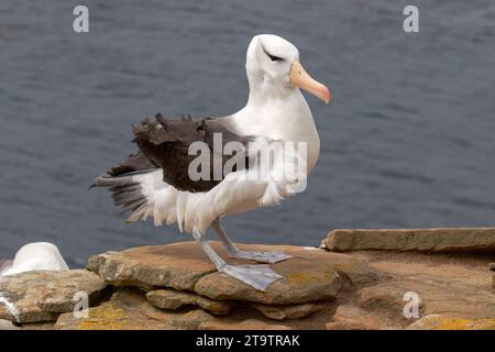 Schwarzbrauenalbatros, Thalassarche melanophyrs, ausgewachsener Vogel Stockfoto