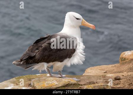 Schwarzbrauenalbatros, Thalassarche melanophyrs, ausgewachsener Vogel Stockfoto