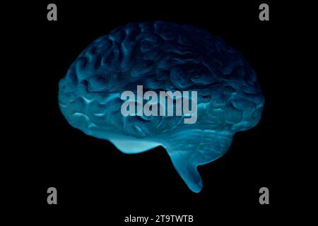 Anatomisches Modell des menschlichen Gehirns auf schwarzem Hintergrund. Stockfoto