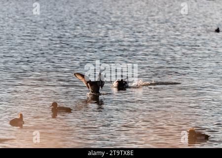 Enten landen auf einem See Stockfoto